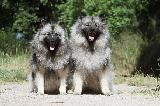 SPITZ LOUP - WOLFSPITZ - KEESHOND